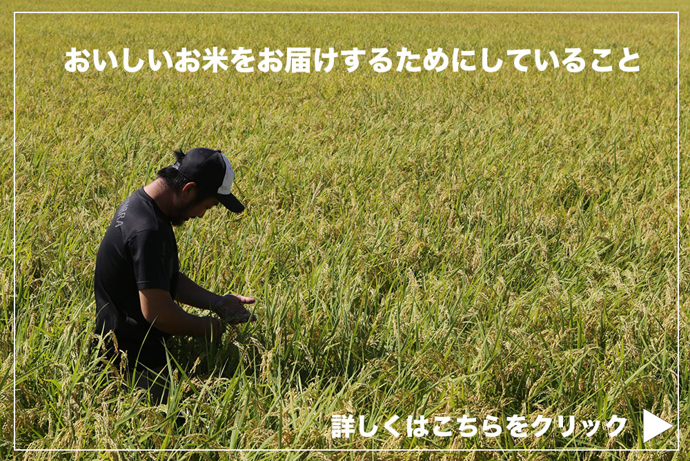 イトウファーム 田んぼ