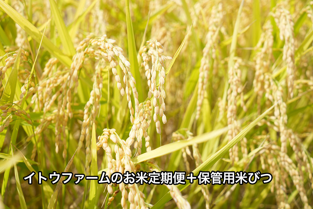 定期便＋桐製米びつセット
